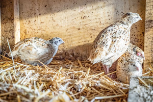 Hofleben & Tiere
